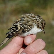 Eurasian Treecreeper